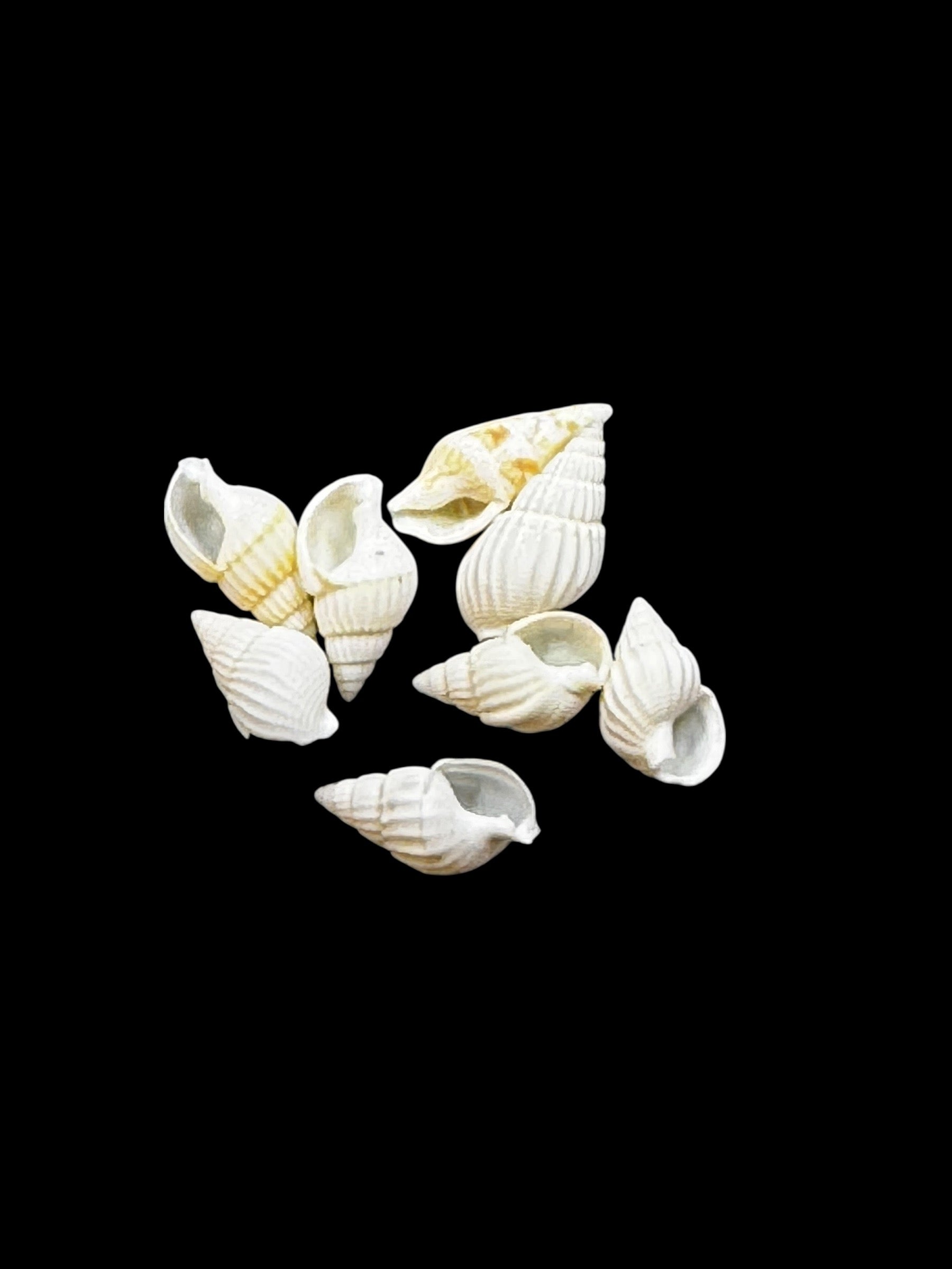 Sea Shells