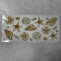 Shells and stars