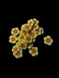 Yellow flowers