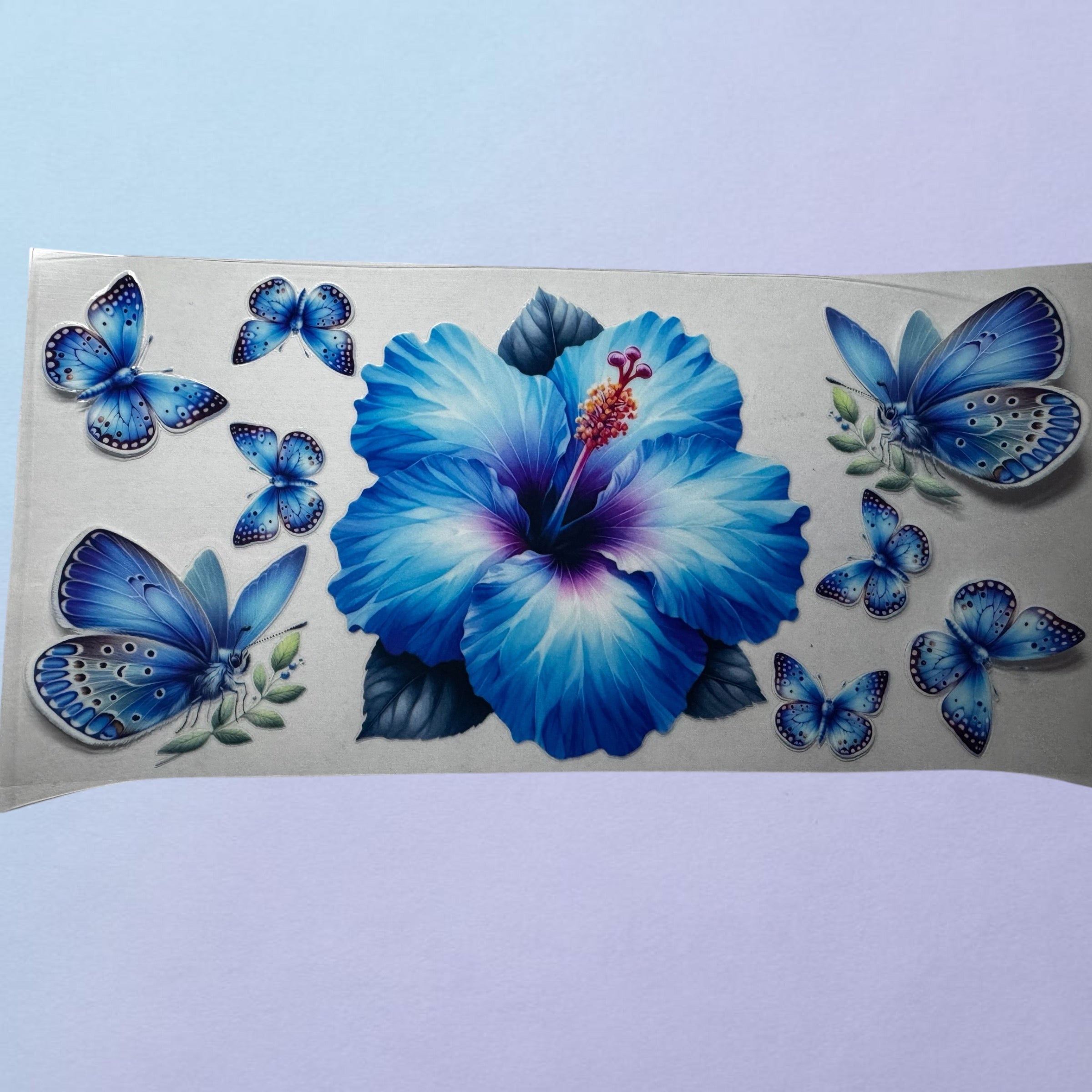 Blue hibiscus